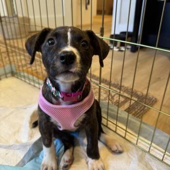 Taffy -  Hound Dog for Adoption in Tampa, Florida - Taffy | PetCurious
