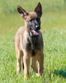 Belgian Shepherd Malinois Dogs Available for Adoption - Yukon | PetCurious