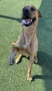 Frank E. Stein -  Labrador Retriever Dog for Adoption in Denton, Texas - Frank E. Stein | PetCurious