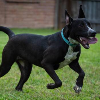 Cattle Dog Dogs Available for Adoption in Houston, Texas - Miley | PetCurious