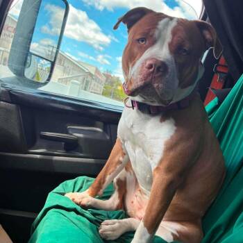 Spice -  Mixed Breed Dog for Adoption in Fredericksburg, Virginia - Spice | PetCurious