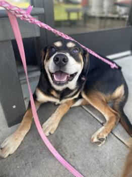 Rescue German Shepherd Dog Dogs for Adoption in Ontario, California - HERMOSA | PetCurious