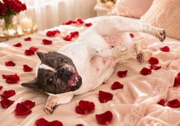 Molly -  French Bulldog Dog for Adoption in Jefferson Hills, Pennsylvania - Molly | PetCurious
