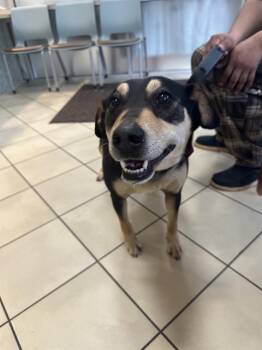 Mixed Breed Dogs Available for Adoption - CANELO | PetCurious