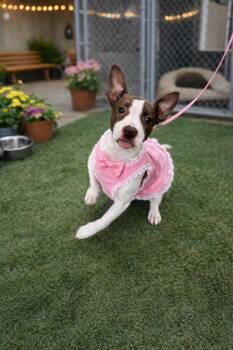 Pit Bull Terrier and Mixed Breed Dogs Available for Adoption in New Orleans, Louisiana - Suzy Cute | PetCurious