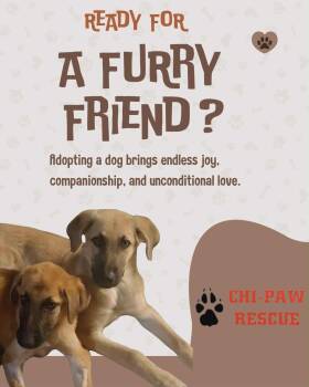 Rescue German Shepherd Dog Dogs for Adoption in Lake In The Hills, Illinois - ANDY | PetCurious