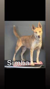Simba -  Husky Dog Available for Adoption in Winchester, Indiana - Simba | PetCurious