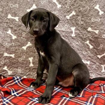 Molasses -  Labrador Retriever and Mixed Breed Dog for Adoption in Buffalo, Minnesota - Molasses | PetCurious