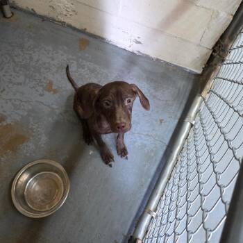 German Wirehaired Pointer Dogs Available for Adoption in Duncan, Oklahoma - Anne | PetCurious