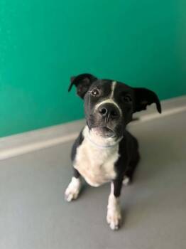 TURNER -  Pit Bull Terrier and Mixed Breed Dog for Adoption in Visalia, California - TURNER | PetCurious