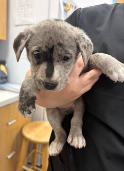 German Shepherd Dog Dogs Available for Adoption in Hartsville, South Carolina - Hugo (Hx8) | PetCurious