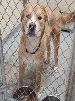 Labrador Retriever and Mixed Breed Dogs Available for Adoption - CHUBBY | PetCurious