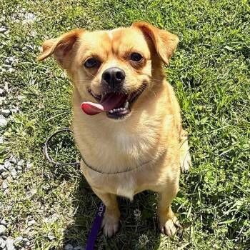 Koda -  Pug Dog for Adoption in Greensburg, Pennsylvania - Koda | PetCurious
