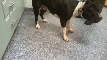 A1266855 -  Pit Bull Terrier Dog for Adoption in Charlotte, North Carolina - A1266855 | PetCurious