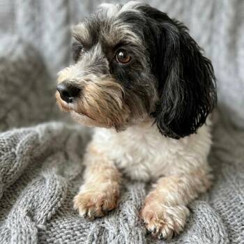 Havanese Dogs Available for Adoption - Savannah | PetCurious