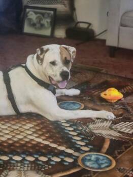 Mixed Breed Dogs Available for Adoption in Rutherfordton, North Carolina - Rudy (Courtesy Post) | PetCurious