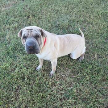 NeeDoh -  Shar Pei Dog for Adoption in Jackson, Missouri - NeeDoh | PetCurious