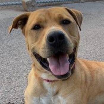 Cain -  Pit Bull Terrier Dog for Adoption in Bernalillo, New Mexico - Cain | PetCurious