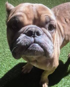 French Bulldog and English Bulldog Dogs Available for Adoption - Passion | PetCurious