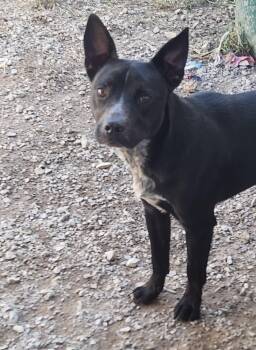 Rescue Cattle Dog Dogs for Adoption in Berea, Kentucky - Lance | PetCurious