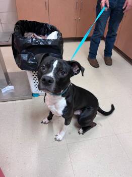 Rescue Mixed Breed Dogs for Adoption in Bossier City, Louisiana - Winston | PetCurious