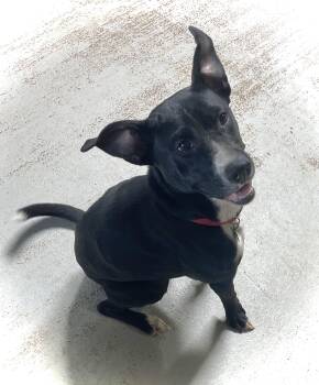 Rescue Terrier Dogs for Adoption in Headland, Alabama - ROXY | PetCurious