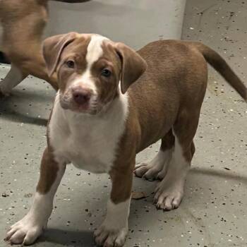 Lefty Lemon -  Mixed Breed Dog for Adoption in Dekalb, Illinois - Lefty Lemon | PetCurious