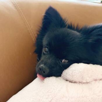 Little Bear -  Pomeranian and Mixed Breed Dog for Adoption in Lewisville, Texas - Little Bear | PetCurious