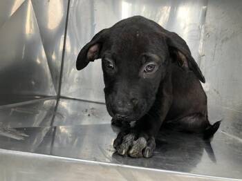 ABBY -  Mixed Breed Dog for Adoption in Dallas, Texas - ABBY | PetCurious