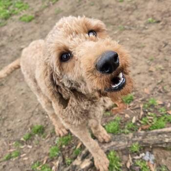 Goldendoodle Dogs Available for Adoption - Charlotte | PetCurious