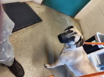 Rescue Shepherd and Mixed Breed Dogs for Adoption in Anderson, Indiana - Seth | PetCurious