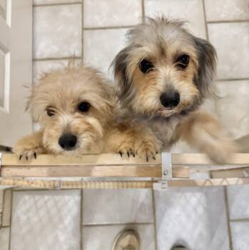 Moxie and Milo -  Morkie and Maltipoo Dog for Adoption in Longview, Texas - Moxie And Milo | PetCurious