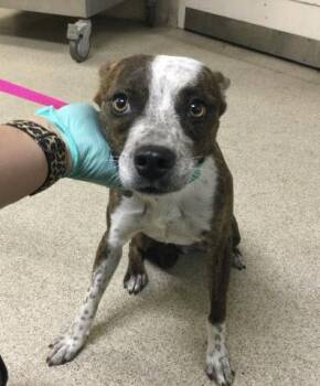 MARLEY -  Boxer and Chihuahua Dog for Adoption in Riverside, California - MARLEY | PetCurious