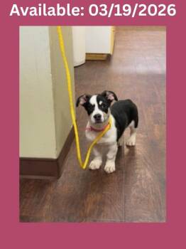 Corgi and Mixed Breed Dogs Available for Adoption - Dog Kennel #38 | PetCurious