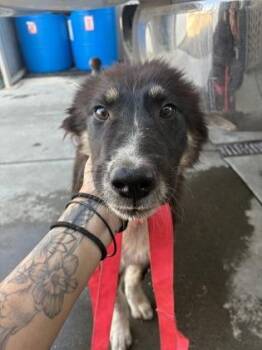 Trixie Twinkles -  Siberian Husky and Mixed Breed Dog for Adoption in Fresno, California - Trixie Twinkles | PetCurious