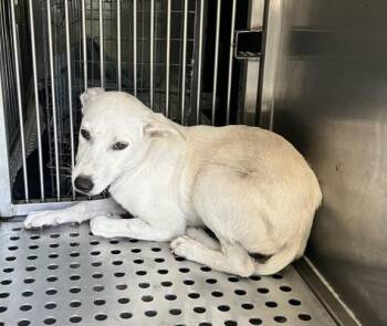 EDDIE -  Mixed Breed Dog for Adoption in Dallas, Texas - EDDIE | PetCurious
