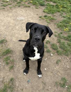 Great Dane and Cane Corso Dogs Available for Adoption in Frankfort, New York - Beethoven | PetCurious