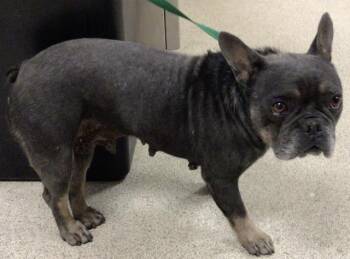 French Bulldog Dogs Available for Adoption in Riverside, California - FRENCH ROLL | PetCurious