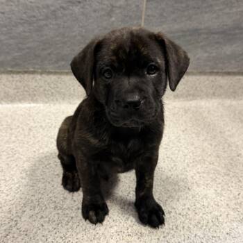 Duke -  Mixed Breed Dog for Adoption in Cooperstown, New York - Duke | PetCurious