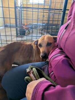 Rescue Terrier Dogs for Adoption in Covington, Virginia - Salad | PetCurious