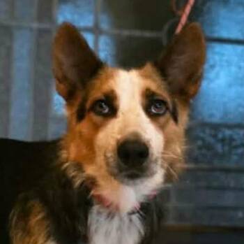 Australian Kelpie and Australian Cattle Dog Blue Heeler Dogs Available for Adoption in Boerne, Texas - Luna | PetCurious