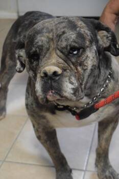 Rainey -  American Bulldog Dog for Adoption in Pahrump, Nevada - Rainey | PetCurious