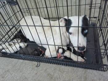 Rescue Mixed Breed Dogs for Adoption in Fort Worth, Texas - 59225768 | PetCurious