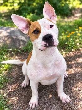 Shady -  Labrador Retriever and Pit Bull Terrier Dog for Adoption in Chattanooga, Tennessee - Shady | PetCurious