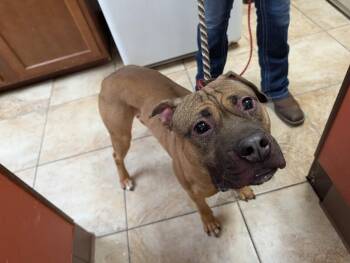 Ranger -  Mixed Breed Dog for Adoption in Cincinnati, Ohio - Ranger | PetCurious