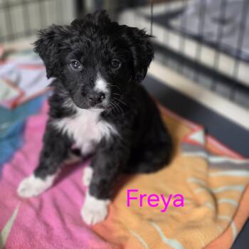 Border Collie and Great Pyrenees Dogs Available for Adoption in Blairstown, New Jersey - Freya | PetCurious