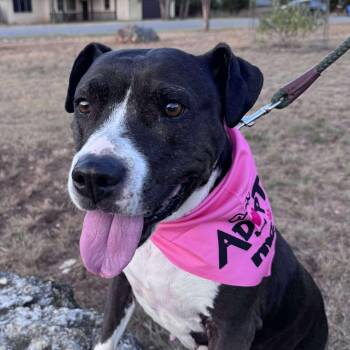 Rescue Pit Bull Terrier and American Staffordshire Terrier Dogs for Adoption in Warren, Rhode Island - Roxie | PetCurious
