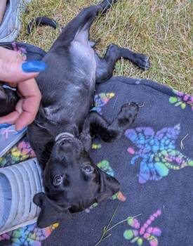 Maise -  Pointer and Border Collie Dog for Adoption in Bothell, Washington - Maise | PetCurious