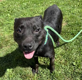 Aleyuh -  Mixed Breed Dog for Adoption in Youngstown, Ohio - Aleyuh | PetCurious