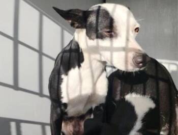 A658203 -  Staffordshire Bull Terrier and Mixed Breed Dog for Adoption in Houston, Texas - A658203 | PetCurious